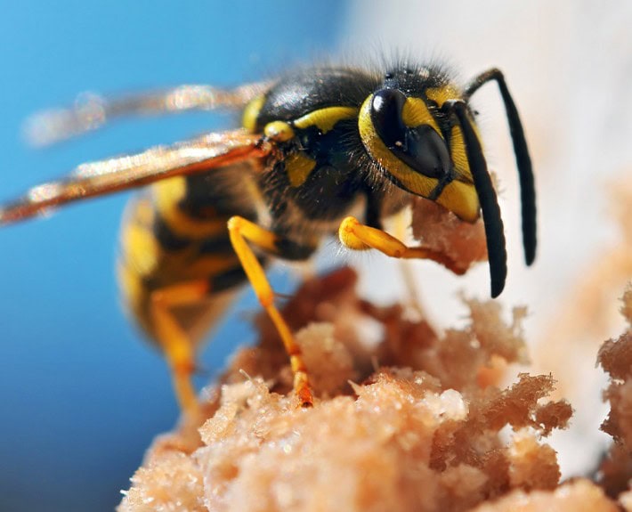 Close-up of a wasp gathering nectar or food, showcasing detailed features and vibrant colors.
