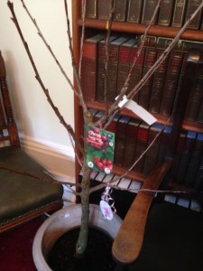 Christina Tappers Retirement Gift A Cherry Tree From The Partners Of Adams Harrison